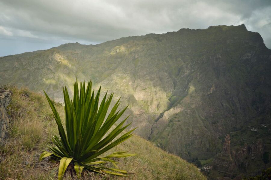 Plante d'agave sur un sommet de colline avec décor montagneux sous un ciel nuageux