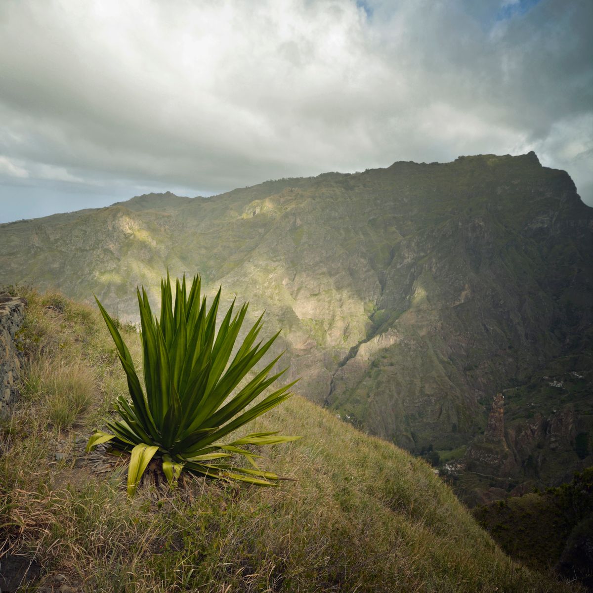Plante d'agave sur un sommet de colline avec décor montagneux sous un ciel nuageux